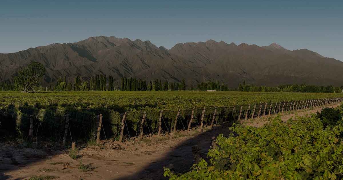 Bodega Argento presenta su nuevo portfolio de vinos orgánicos