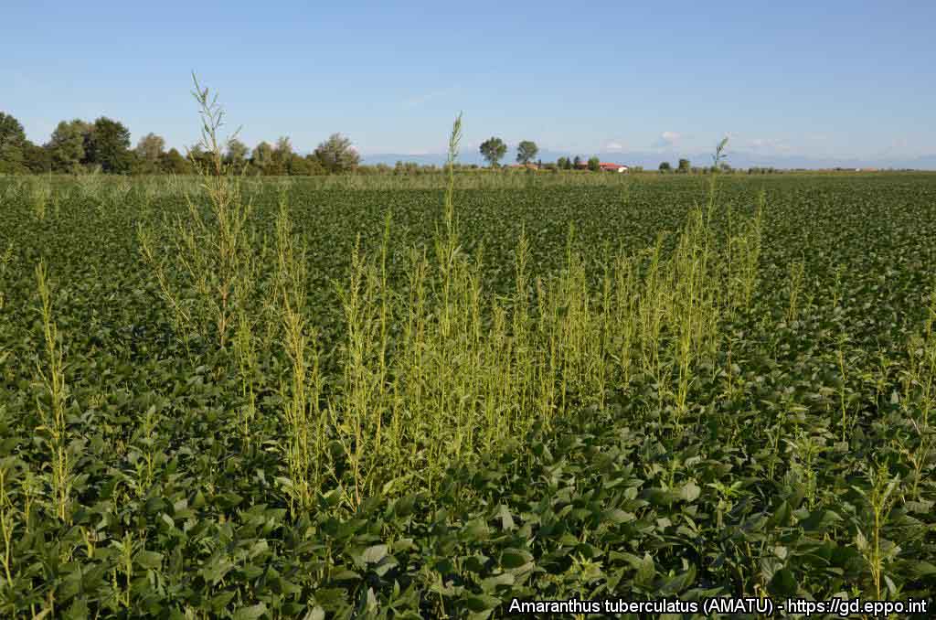 En Illinois encuentran una población de cáñamo de agua tolerante a dicamba y crece la incertidumbre sobre las malezas resistentes