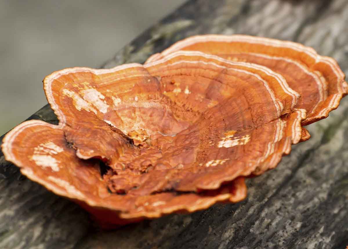 Los hongos un alternativa sostenible en las industrias de la construcción y de la fabricación de muebles