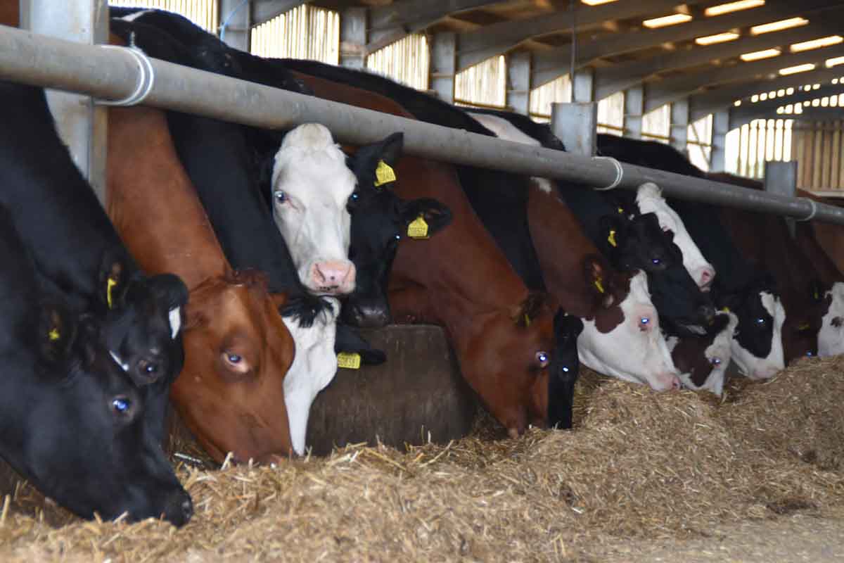 ¿Adiós a las vacas negras y blancas? La nueva técnica de cruzamiento genético que es furor por producir más leche con menos recursos