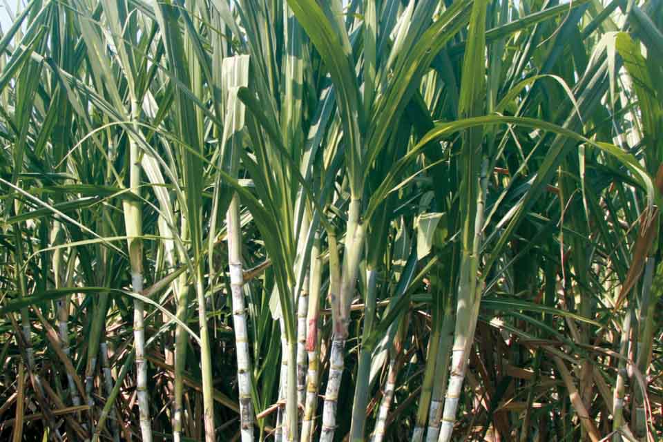 Brasil científicos de EMBRAPA crean las primeras variedades de caña de azúcar del mundo utilizando edición genómica