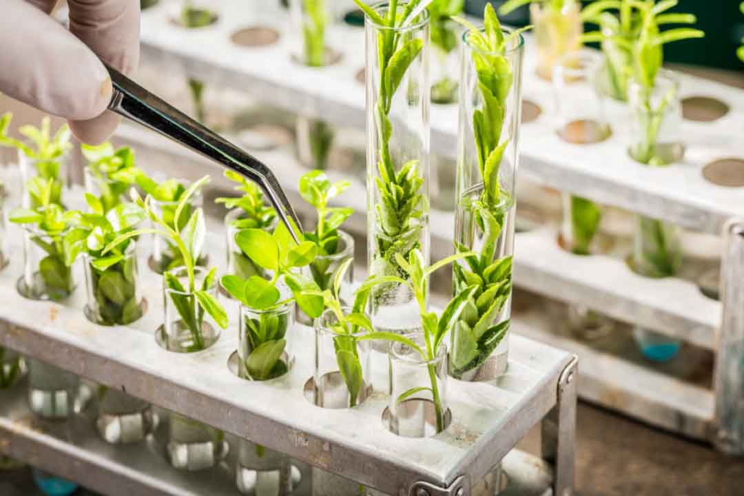 Startup pone en marcha biofábrica que produce compuestos biológicos derivados de plantas sin necesidad de cultivos al aire libre