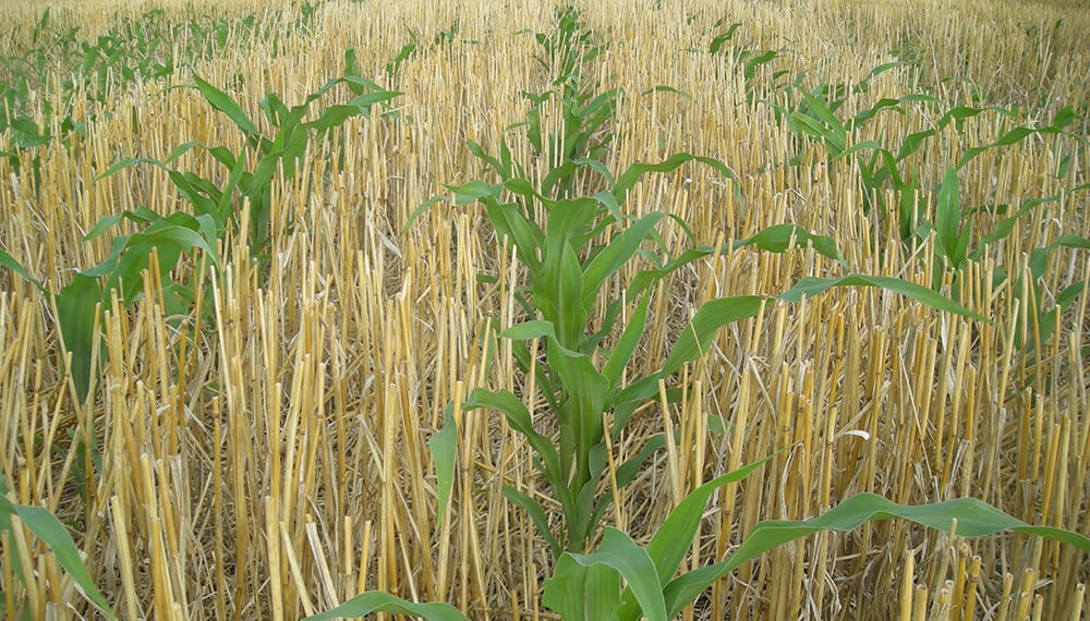 La siembra directa no solo es buena para el clima, también lo es para producir alimentos más nutritivos estudio