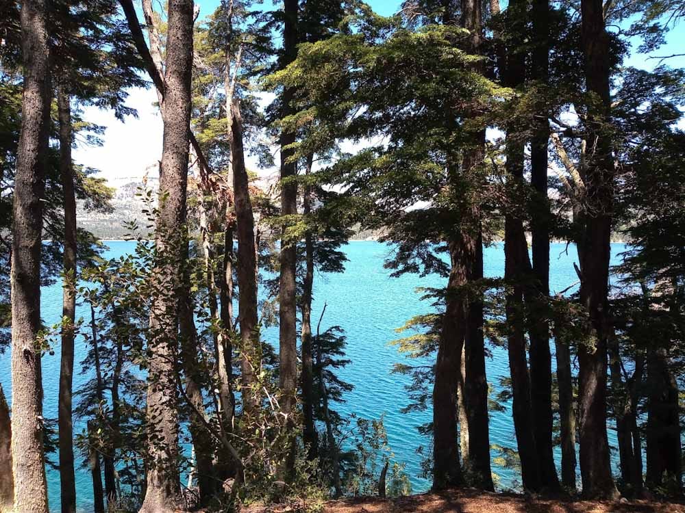 Hagamos la Evolución ('Do the Evolution') Bosque Andino Patagónico