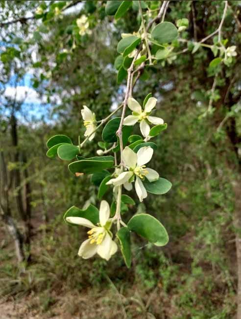 Hagamos la Evolución ('Do the Evolution') Monte Chaqueño