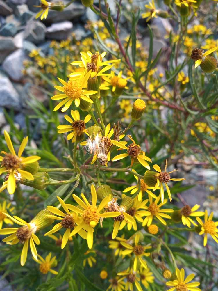 Hagamos la Evolución ('Do the Evolution') Región Andina - NOA