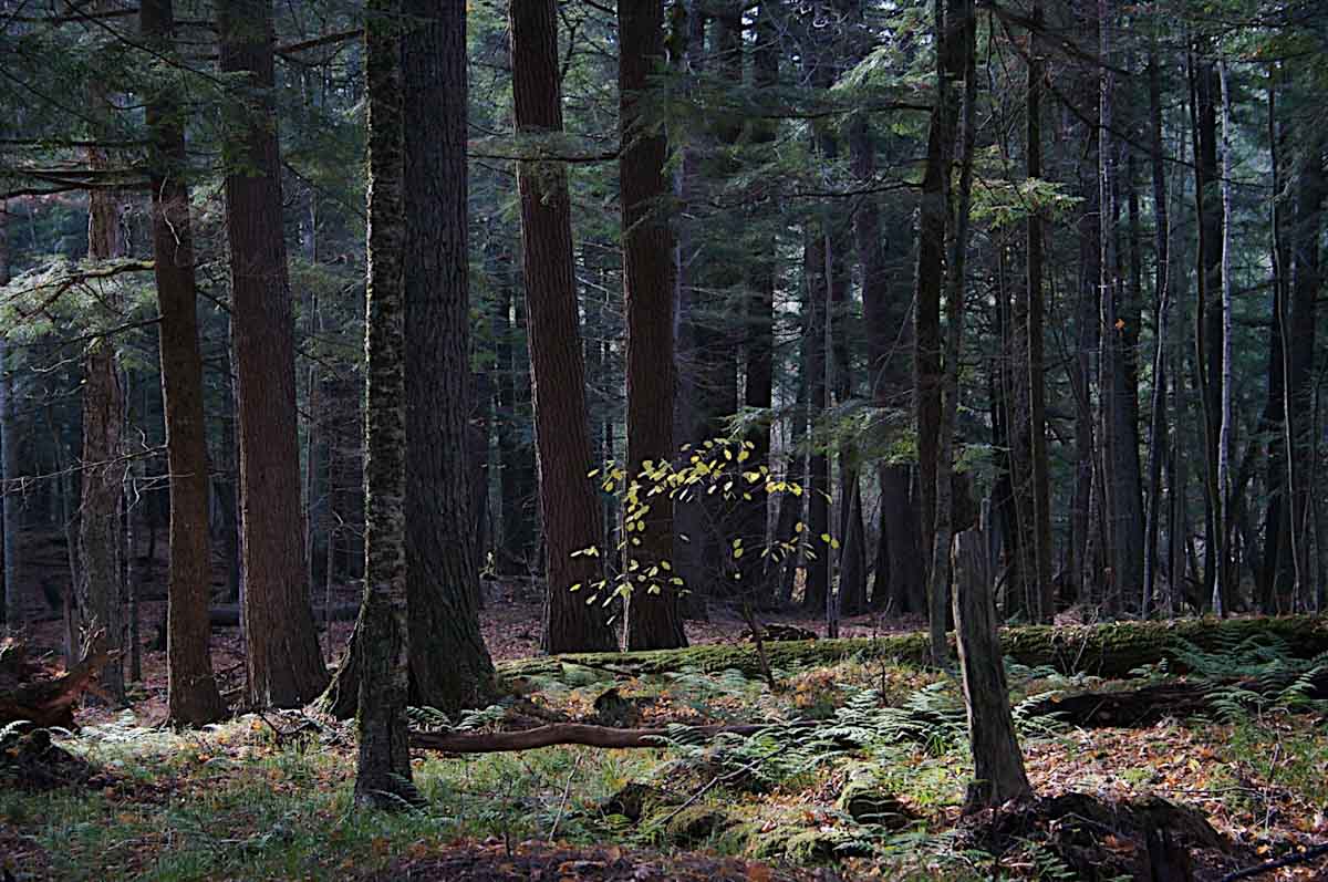 Modelar los cambios históricos en la biomasa forestal podría ser clave para amortiguar el cambio climático