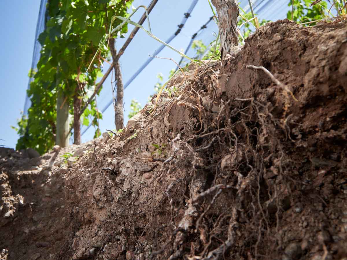 Grupo Avinea se une a '4 per 1000', la iniciativa francesa que muestra como la agricultura puede hacer frente al cambio climático Grupo Avinea se une a '4 per 1000', la iniciativa francesa que muestra como la agricultura puede hacer frente al cambio climático