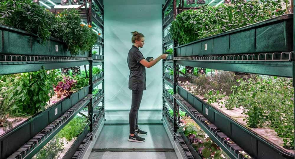 El poder de la genética para desplegar el potencial de la agricultura de interior El poder de la genética para desplegar el potencial de la agricultura de interior