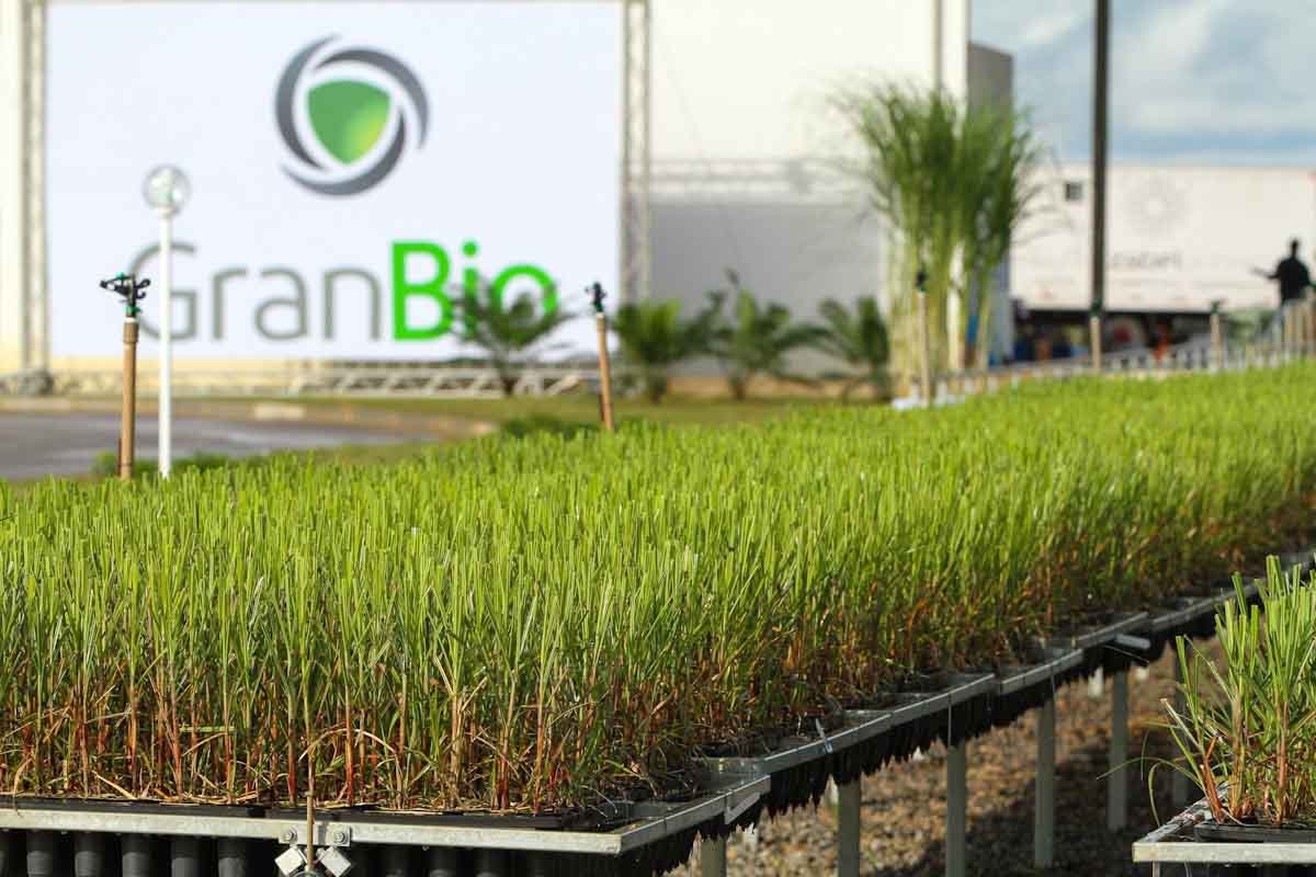 Nuseed une fuerzas con el mayor productor de etanol celulósico para avanzar en el desarrollo de caña energética
