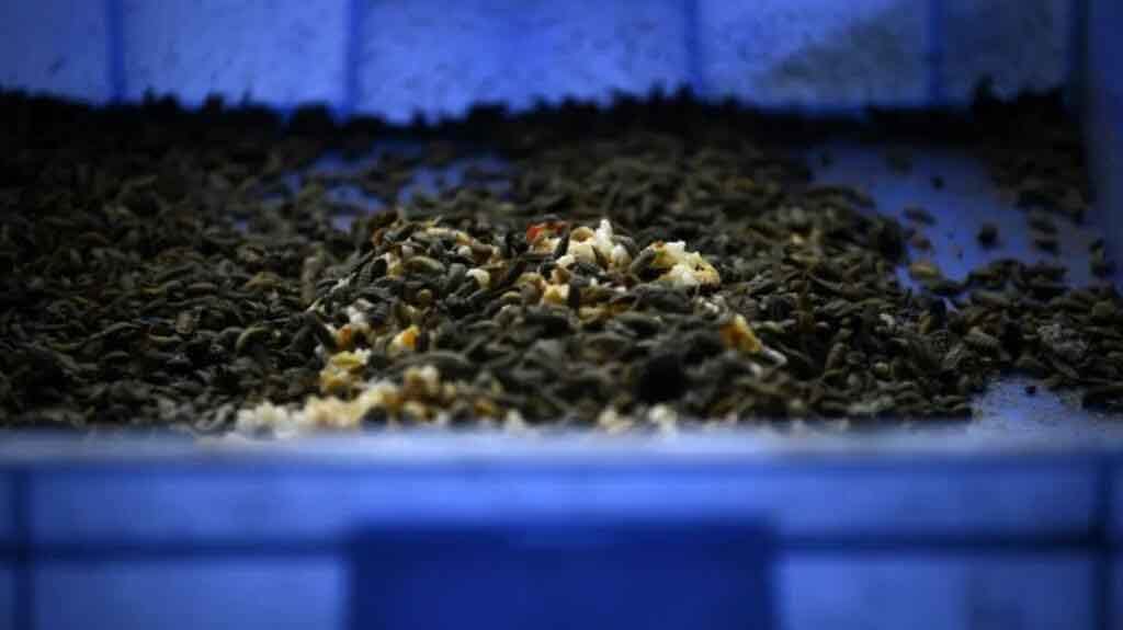 BugEra, la startup que sale del laboratorio para hacer realidad la producción de alimentos, biodiesel y fertilizantes a partir de larvas