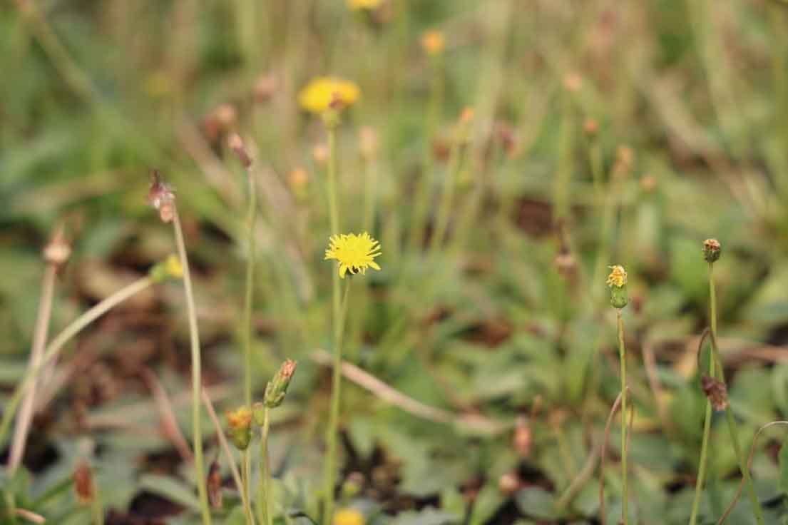 La Fuerza Aérea de EEUU se une a la industria para desplegar alternativas biológicas al caucho La Fuerza Aérea de EEUU se une a la industria para desplegar alternativas biológicas al caucho