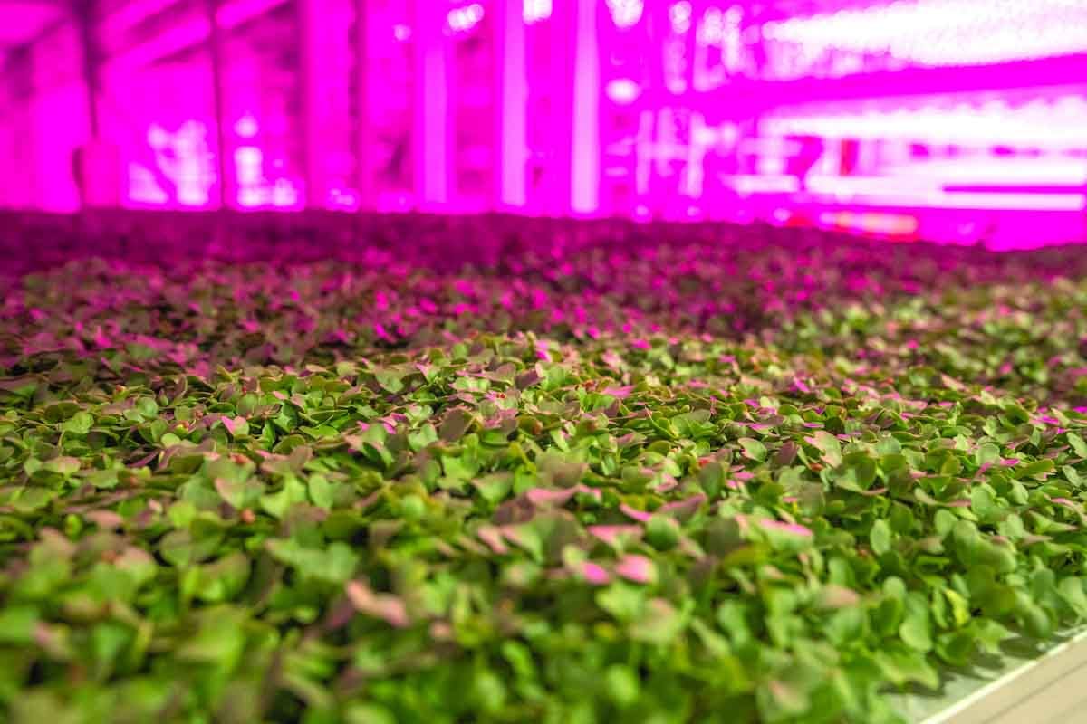 Germoplasmas mejorados y soluciones digitales la apuesta de la mayor empresa de agricultura vertical canadiense Germoplasmas mejorados y soluciones digitales la apuesta de la mayor empresa de agricultura vertical canadiense
