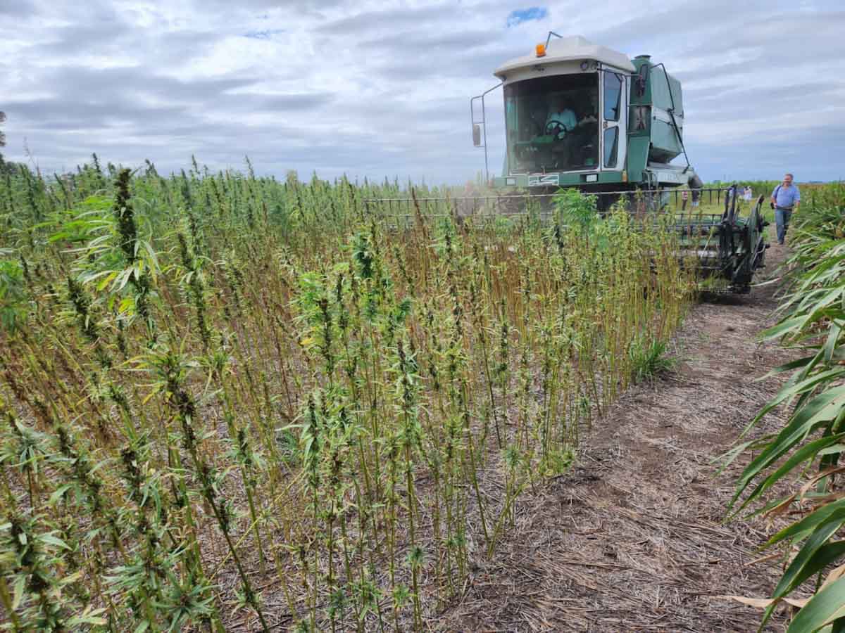 Luego de 50 años, Argentina vuelve a cosechar cáñamo industrial