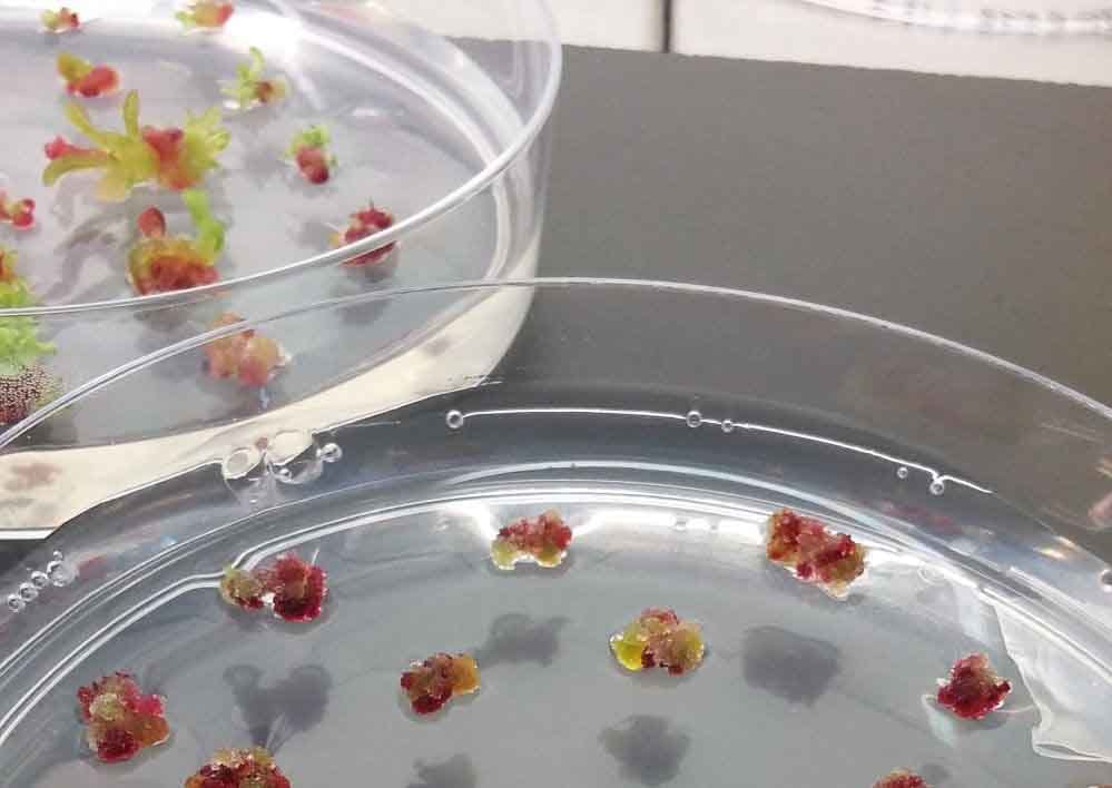 Startup biotecnológica crea los primeros ingredientes para la salud elaborados a partir del cultivo de células