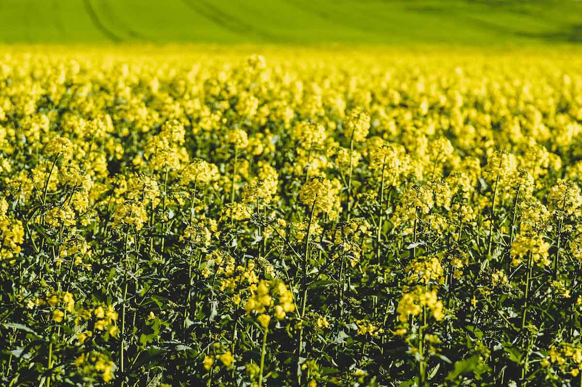 Startup recibe millonaria subvención para desarrollar oleaginosas que capturen 60% más de CO2 Startup recibe millonaria subvención para desarrollar oleaginosas que capturen 60% más de CO2