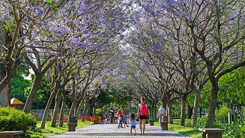 Día Mundial del Árbol La importancia de cuidar nuestros bosques urbanos Día Mundial del Árbol: La importancia de cuidar nuestros bosques urbanos