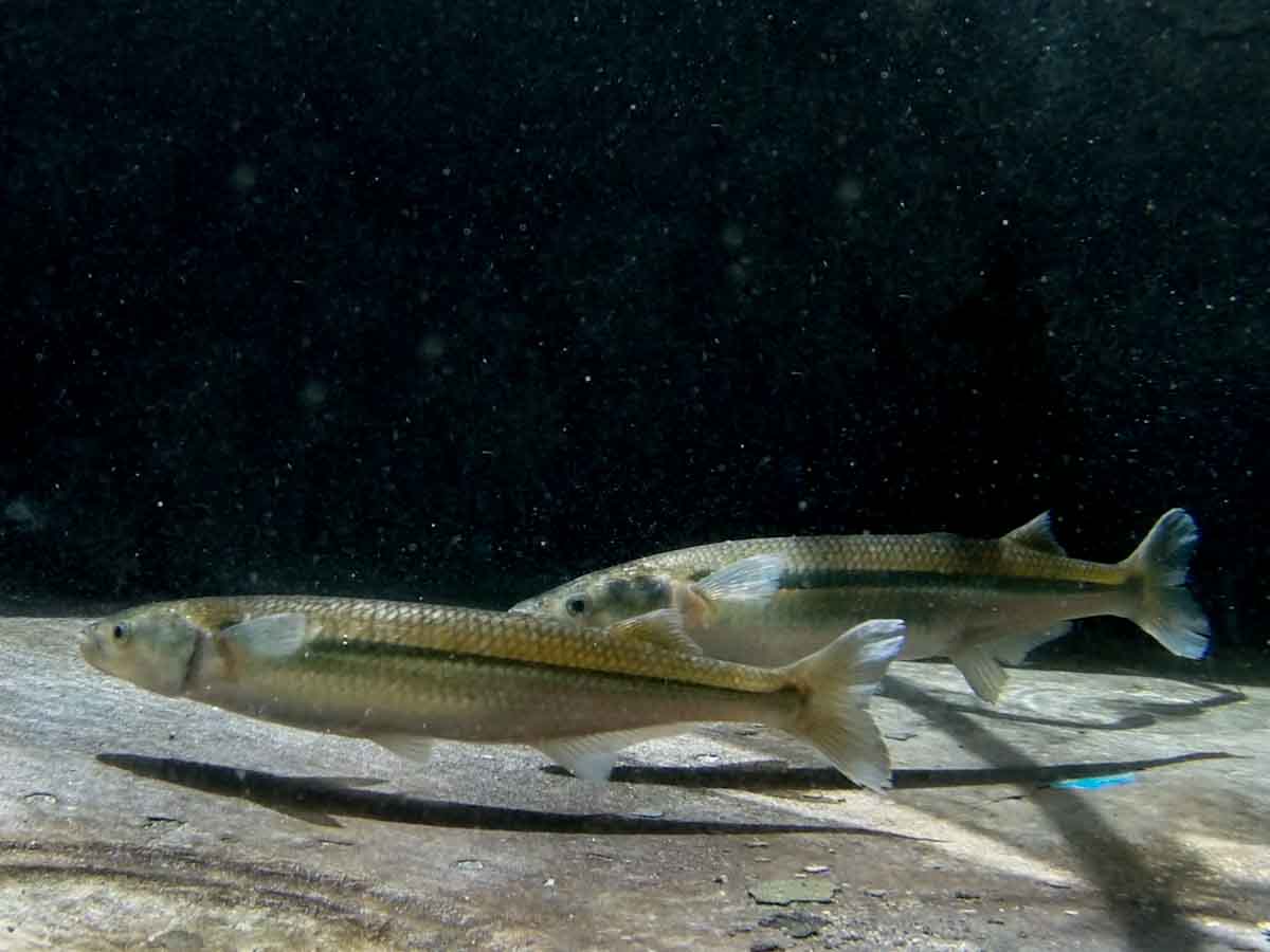 Científicos argentinos trabajan en la modificación genética del pejerrey para lograr tasas de crecimiento mejoradas