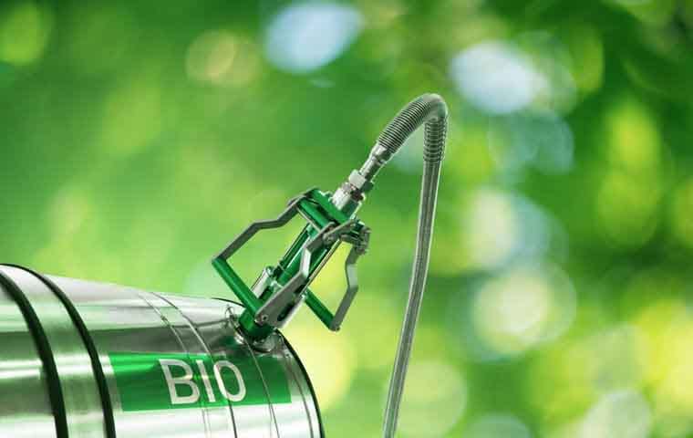 Producir biocombustibles de manera eficiente en el desierto Los EAU y los halófitos lo hacen posible ¿Producir biocombustibles de manera eficiente en el desierto? Los EAU y los halófitos lo hacen posible