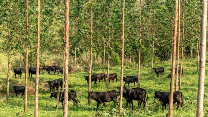 Certificación ambiental: La carne argentina se posiciona como referente global de sostenibilidad Certificación ambiental: La carne argentina se posiciona como referente global de sostenibilidad