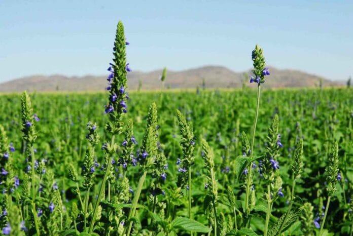 El cultivo de chía en el NOA emerge como una prometedora oportunidad