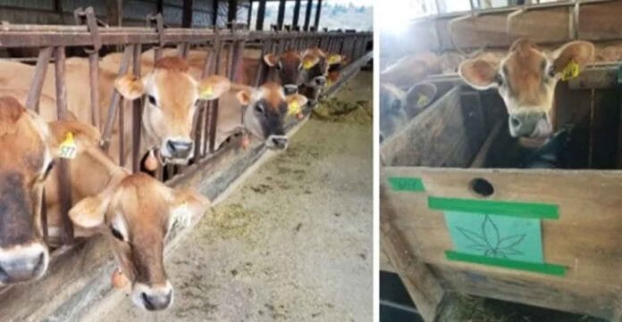 Biomasa de cáñamo residual: un alimento prometedor para aumentar la producción láctea en vacas lecheras