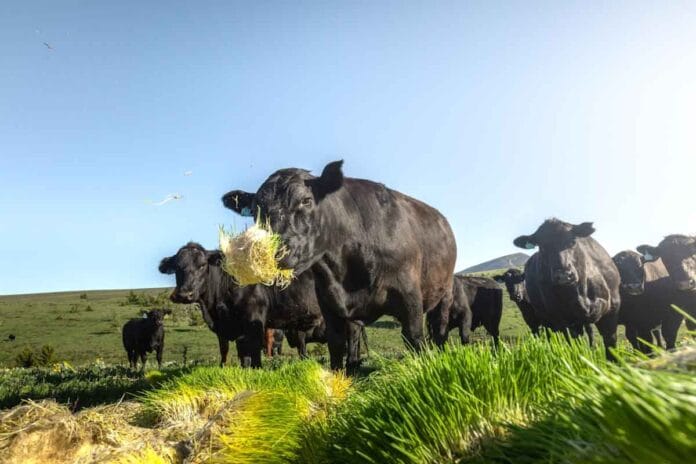 Granos forrajeros germinados: ¿el futuro de la nutrición ganadera?