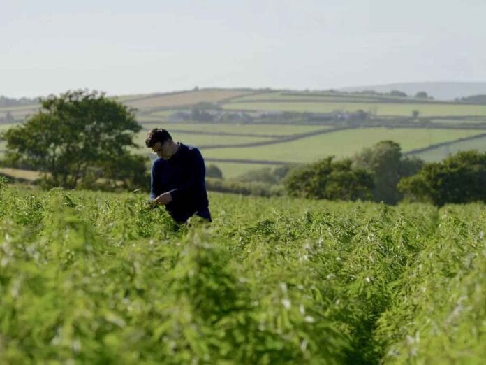El gobierno del Reino Unido flexibiliza regulaciones para impulsar el cultivo de cáñamo El gobierno del Reino Unido flexibiliza regulaciones para impulsar el cultivo de cáñamo