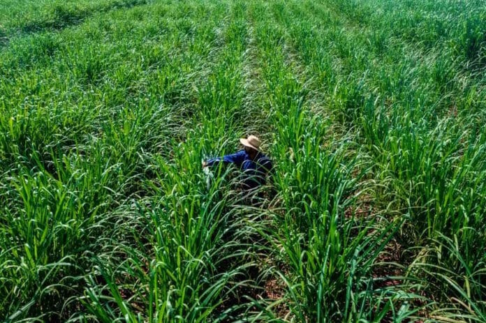 Nuseed apuesta fuerte en Brasil a su 'caña energética' para suelos poco fértiles y secos