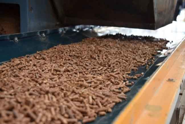 La biomasa, clave para la bioenergía en Chile, sigue su crecimiento mientras el sector maderero enfrenta desafíos