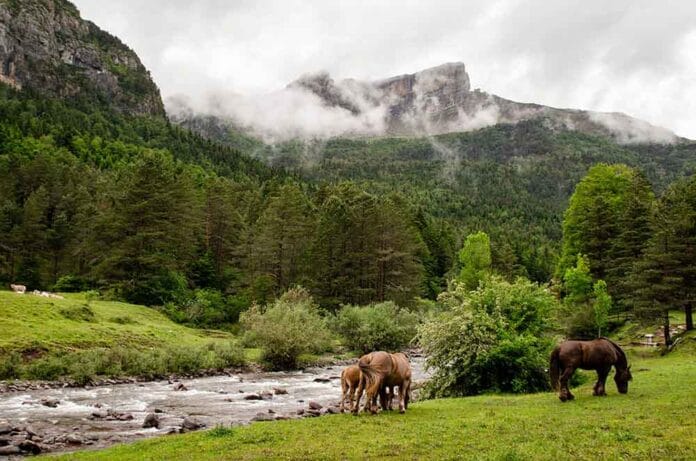 BioPirineo: la iniciativa de bioeconomía forestal en el Pirineo aragonés que busca ser un modelo repicable de crecimiento económico
