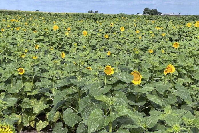 Girasol la alternativa sostenible al caucho natural Girasol: la alternativa sostenible al caucho natural