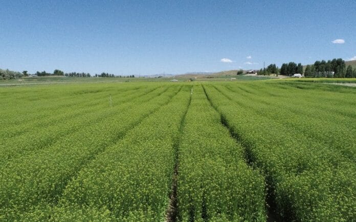 Nufarm, la compañía de semillas que opera bajo la marca Nuseed, adquiere licencias de camelina genéticamente modificada Nufarm, la compañía de semillas que opera bajo la marca Nuseed, adquiere licencias de camelina genéticamente modificada