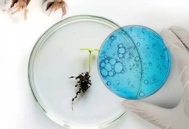 Qué hace Galy, la Agtech biotecnológica con el creador de ChatGPT entre sus socios, y cómo Zara apuesta por la moda sustentable