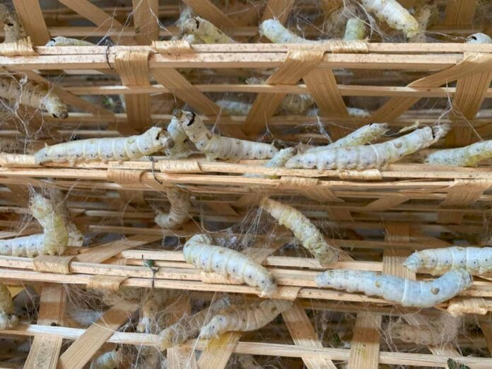 Kraig: la startup que está revolucionando la producción de fibras textiles con gusanos modificados genéticamente