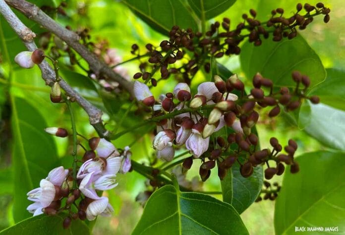 La extraña oleaginosa a la que apuesta un gigante minero para descarbonizar sus operaciones con biocombustibles La extraña oleaginosa a la que apuesta un gigante minero para descarbonizar sus operaciones con biocombustibles