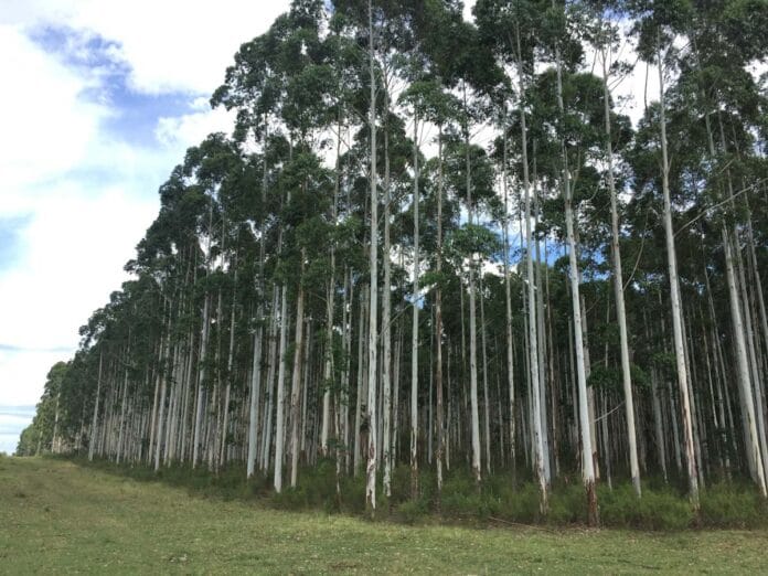 ¿Por qué el Eucalyptus es un recurso clave para un futuro energético sostenible en Argentina?