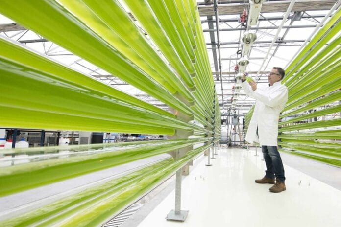 ¿Serán las algas la próxima revolución verde en Europa?