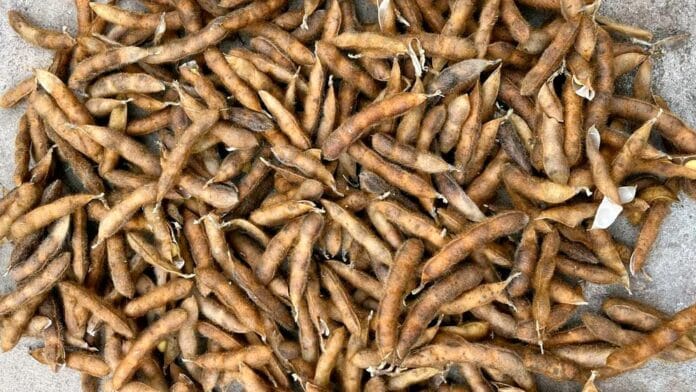 Una nueva era para la soja Científicos del CONICET desarrollan una variedad con mayor potencial de rinde ¿Una nueva era para la soja? Científicos del CONICET desarrollan una variedad con mayor potencial de rinde