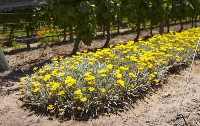 Descubrí Matriz Viva, el innovador programa de I+D de Bodega Argento con el que está transformando la sostenibilidad en la vitivinicultura