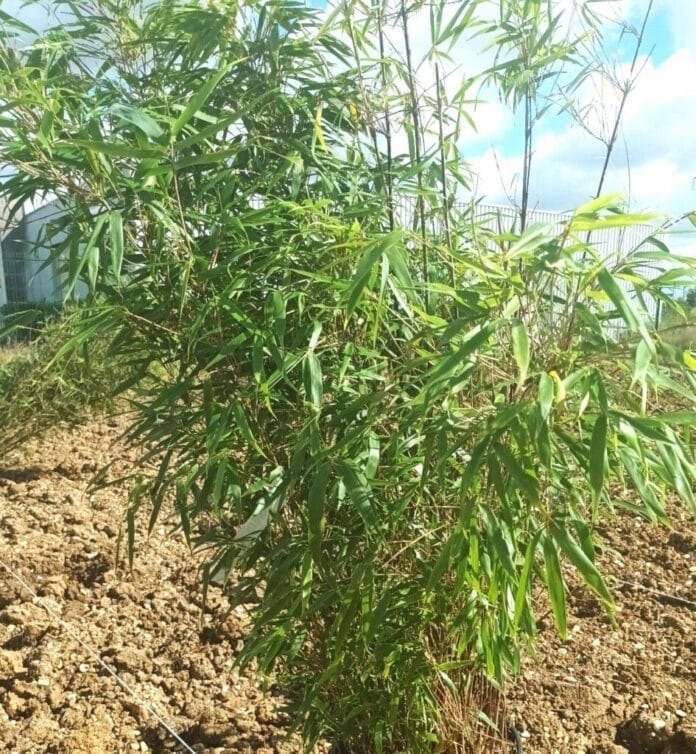 Será el bambú el cultivo que transformará el panorama energético de Europa Algunos apuestan a que sí Será el bambú el cultivo que transformará el panorama energético de Europa Algunos apuestan a que sí