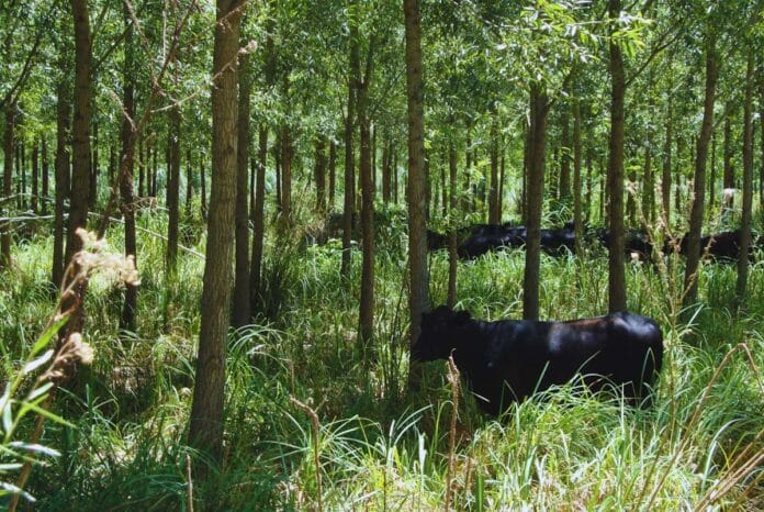 Oportunidades de mercado bonos de carbono en sistemas silvopastoriles argentinos https://www.bioeconomia.info/2024/09/27/un-mundo-sin-vacas-un-documental-se-apoya-en-la-ciencia-para-desafiar-las-narrativas-negativas-sobre-la-ganaderia-y-el-clima/