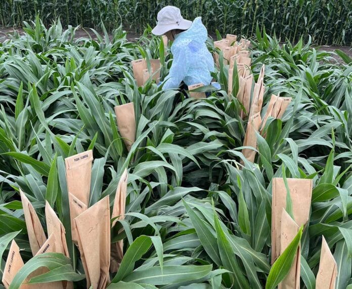Con fondos públicos, científicos en EE.UU. crean un sorgo que produce más aceite que la soja