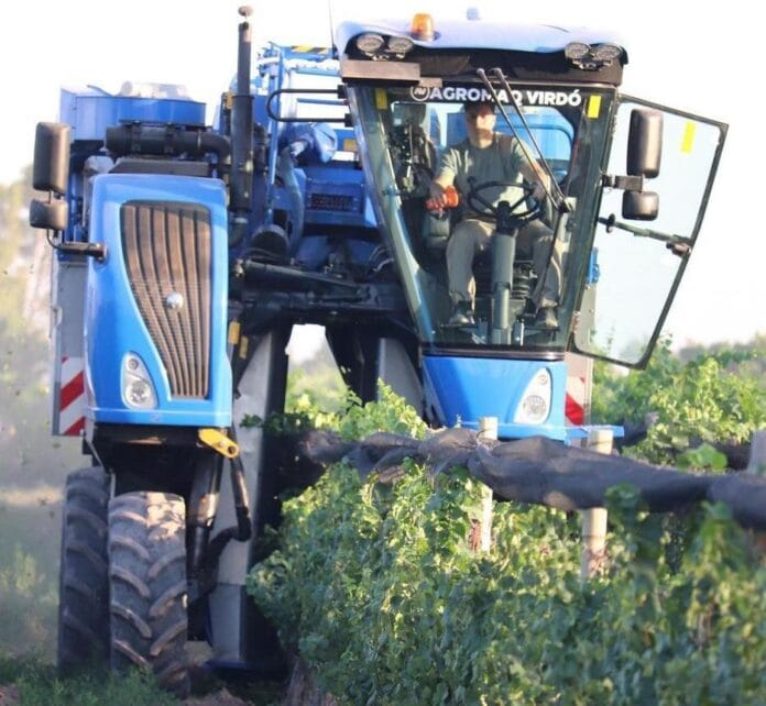 Grupo Fecovita revoluciona la vitivinicultura argentina con cosecha mecánica de alta tecnología