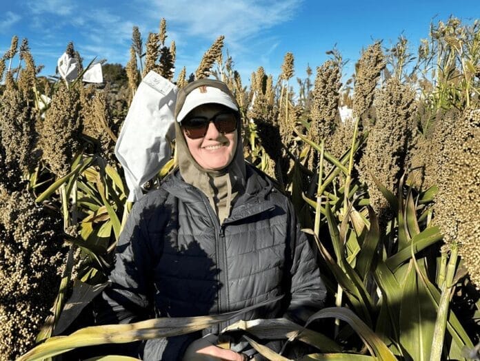 Las nuevas variedades de sorgo que desafían la sequía y prometen revolucionar la bioeconomía Las nuevas variedades de sorgo que desafían la sequía y prometen revolucionar la bioeconomía