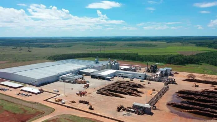 Argentina en la mira del Banco Mundial: el potencial millonario en la inversión forestal