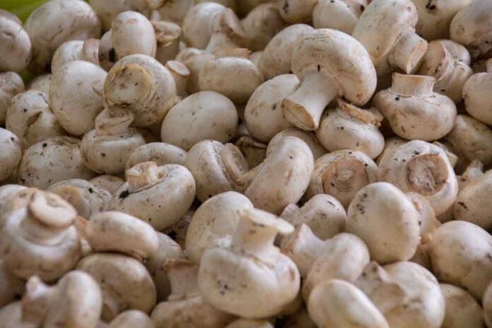 Automatización y sostenibilidad una nueva era en la producción de hongos Automatización y sostenibilidad: una nueva era en la producción de hongos
