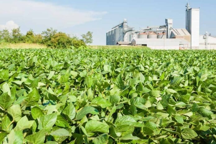 La creciente demanda europea de soja impulsa una millonaria inversión en Ucrania