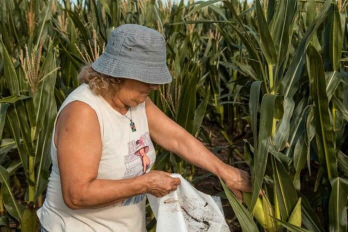 Una cosecha de solidaridad la iniciativa solidaria de Bio4 que unió al campo y la comunidad Una cosecha de solidaridad: la iniciativa solidaria de Bio4 que unió al campo y la comunidad