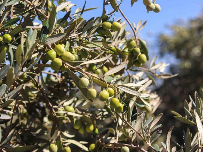 Bioeconomía de la aceituna: el viaje circular de la aceituna española